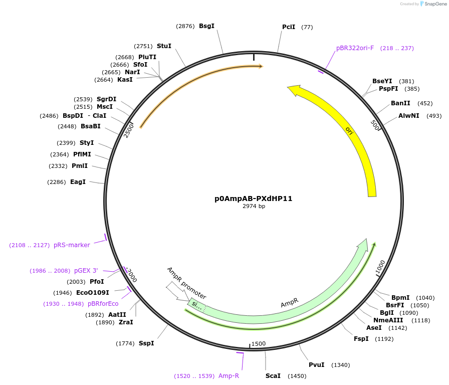 237244-plasmid-map-sequence-id-472738