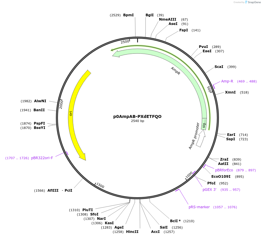 237254-plasmid-map-sequence-id-472742
