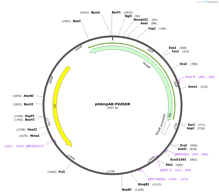 237257-plasmid-map-sequence-id-472743
