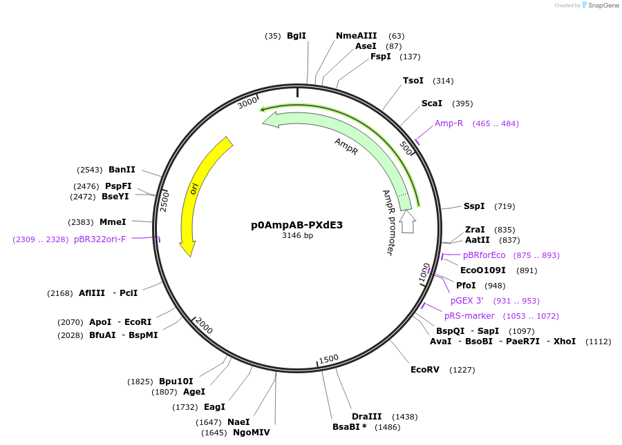 237249-plasmid-map-sequence-id-472745