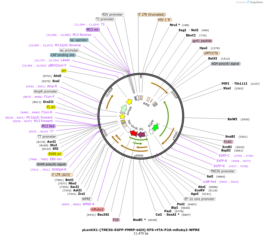 235306-plasmid-map-sequence-id-472748