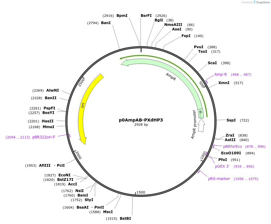 237259-plasmid-map-sequence-id-472749