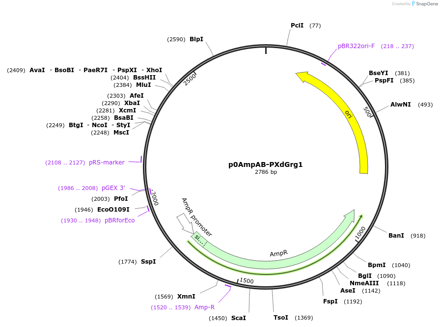 237242-plasmid-map-sequence-id-472750