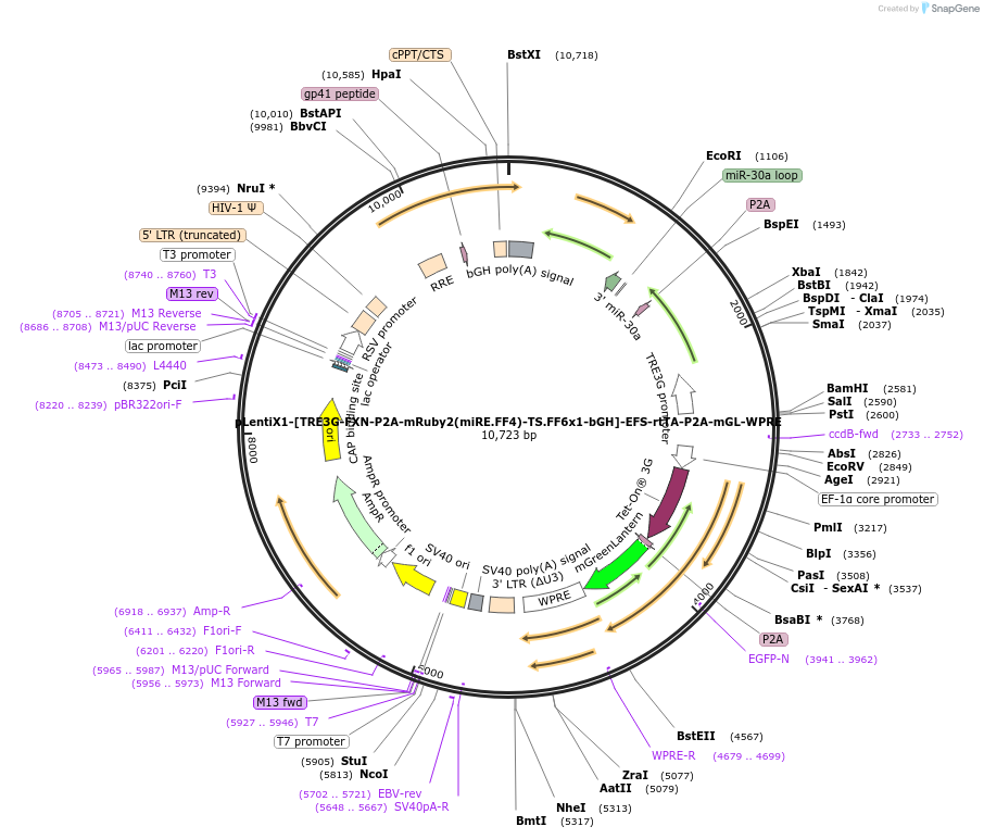 235304-plasmid-map-sequence-id-472752