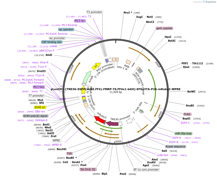 235308-plasmid-map-sequence-id-472753