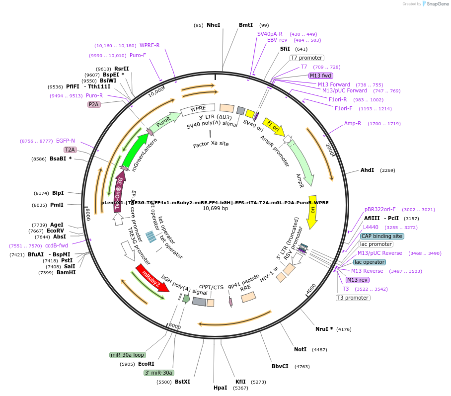 235324-plasmid-map-sequence-id-472754