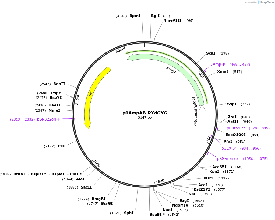 237256-plasmid-map-sequence-id-472758