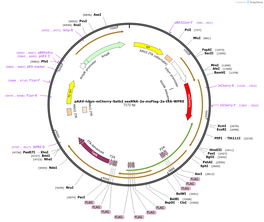 239028-plasmid-map-sequence-id-472759