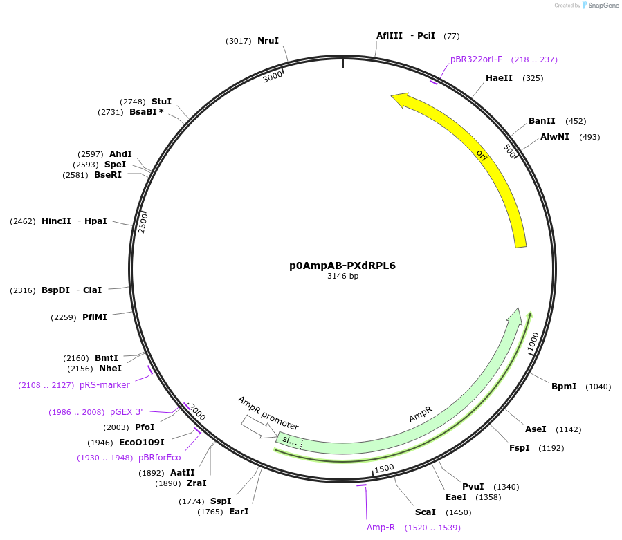 237250-plasmid-map-sequence-id-472764