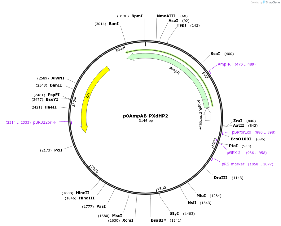 237255-plasmid-map-sequence-id-472765