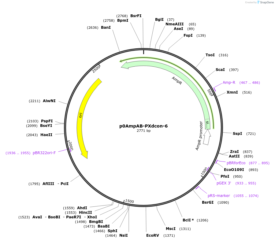 237261-plasmid-map-sequence-id-472766