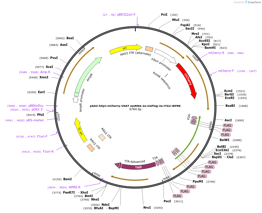 239030-plasmid-map-sequence-id-472768