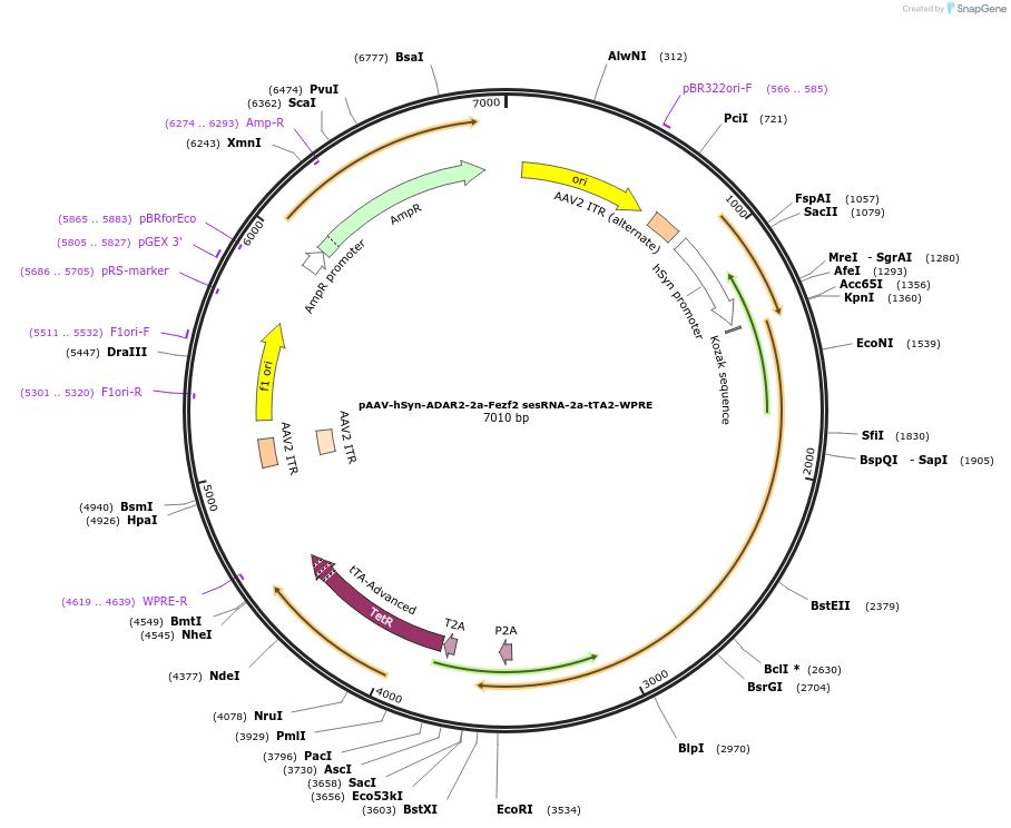 239027-plasmid-map-sequence-id-472769