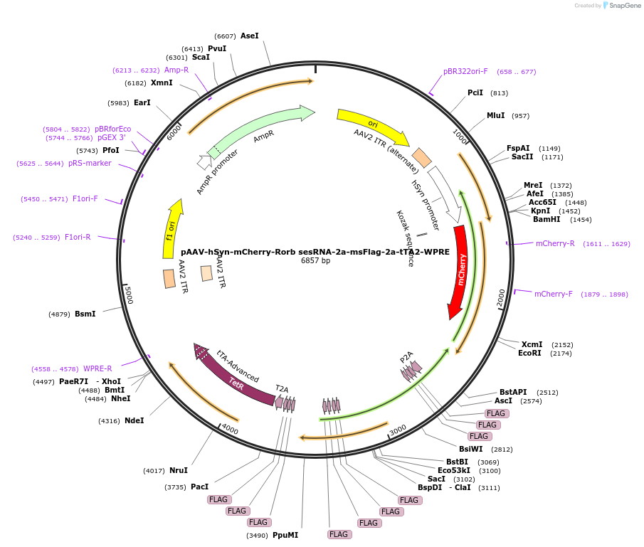 239029-plasmid-map-sequence-id-472770