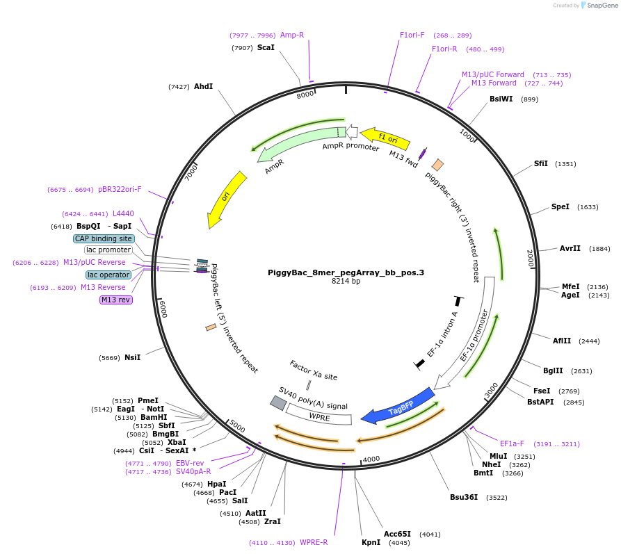 238544-plasmid-map-sequence-id-472771