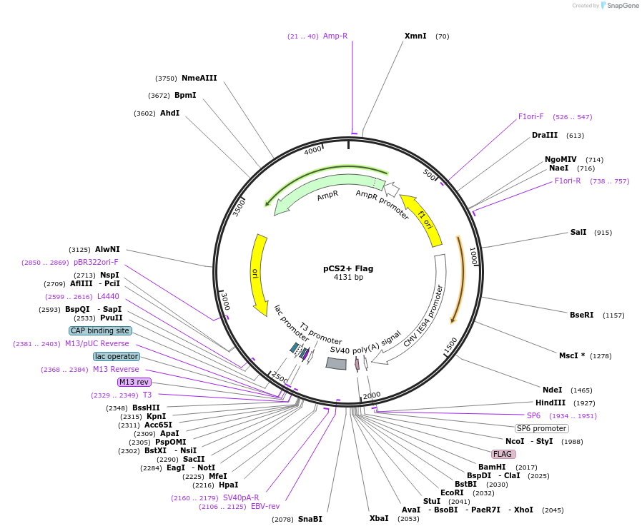 237457-plasmid-map-sequence-id-472773