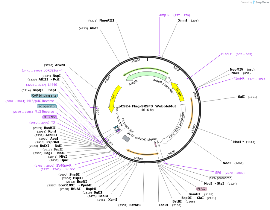 237458-plasmid-map-sequence-id-472774