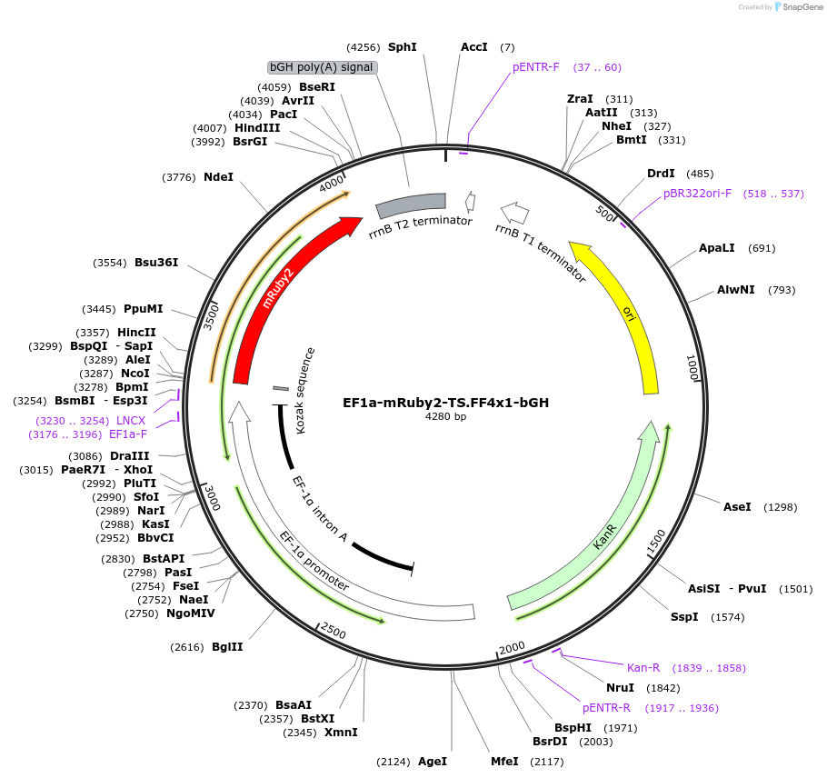 235272-plasmid-map-sequence-id-472776