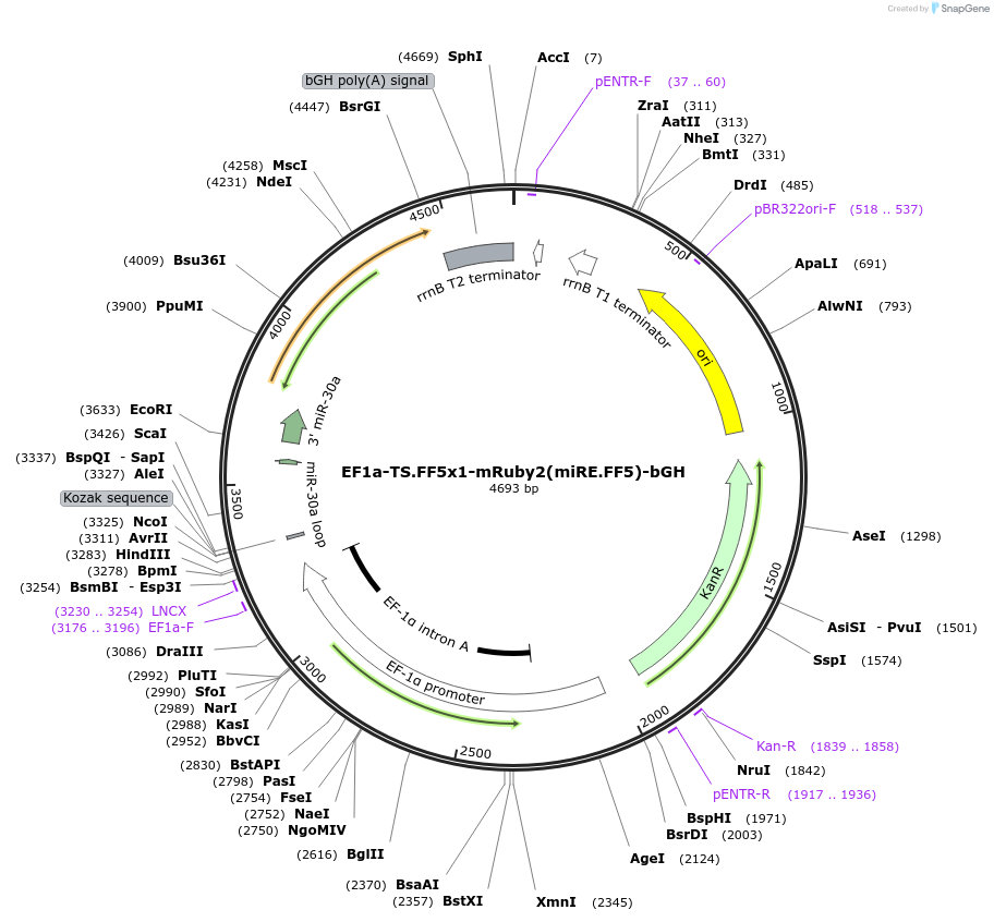235263-plasmid-map-sequence-id-472779