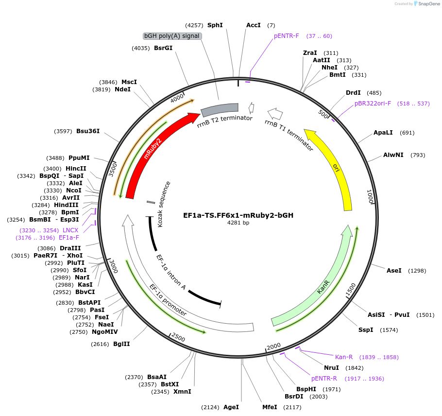 235275-plasmid-map-sequence-id-472780