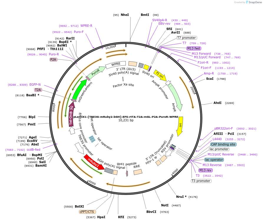 235268-plasmid-map-sequence-id-472781