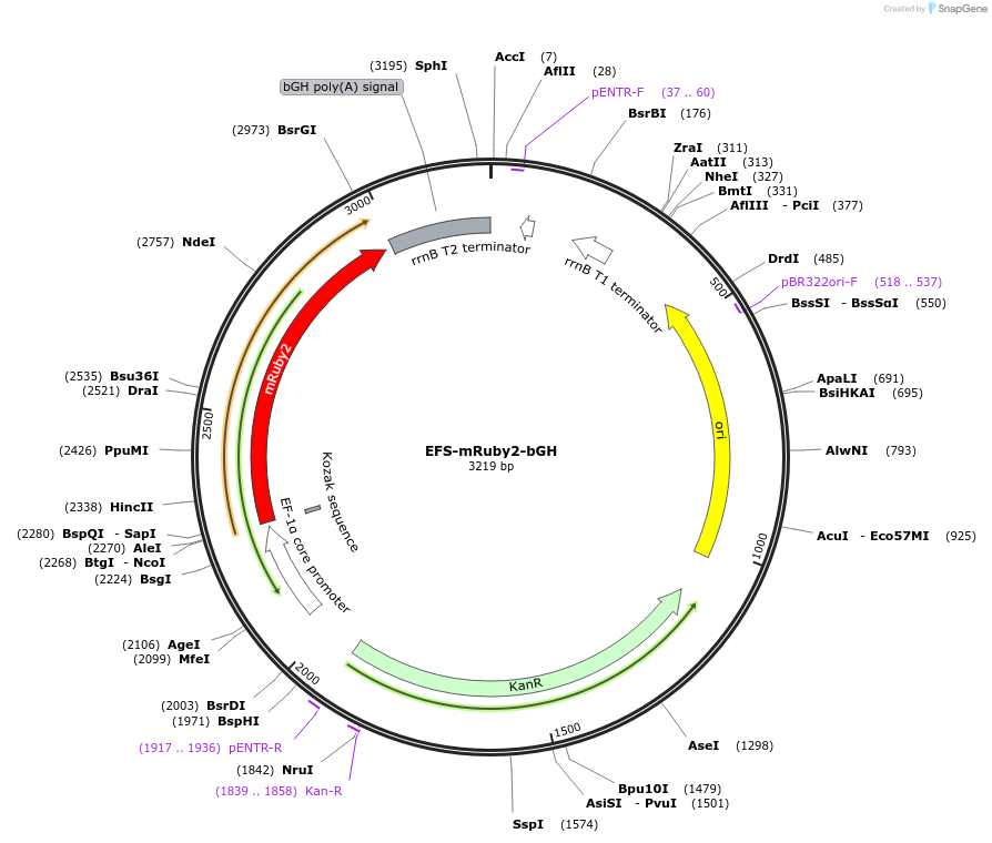 235253-plasmid-map-sequence-id-472784