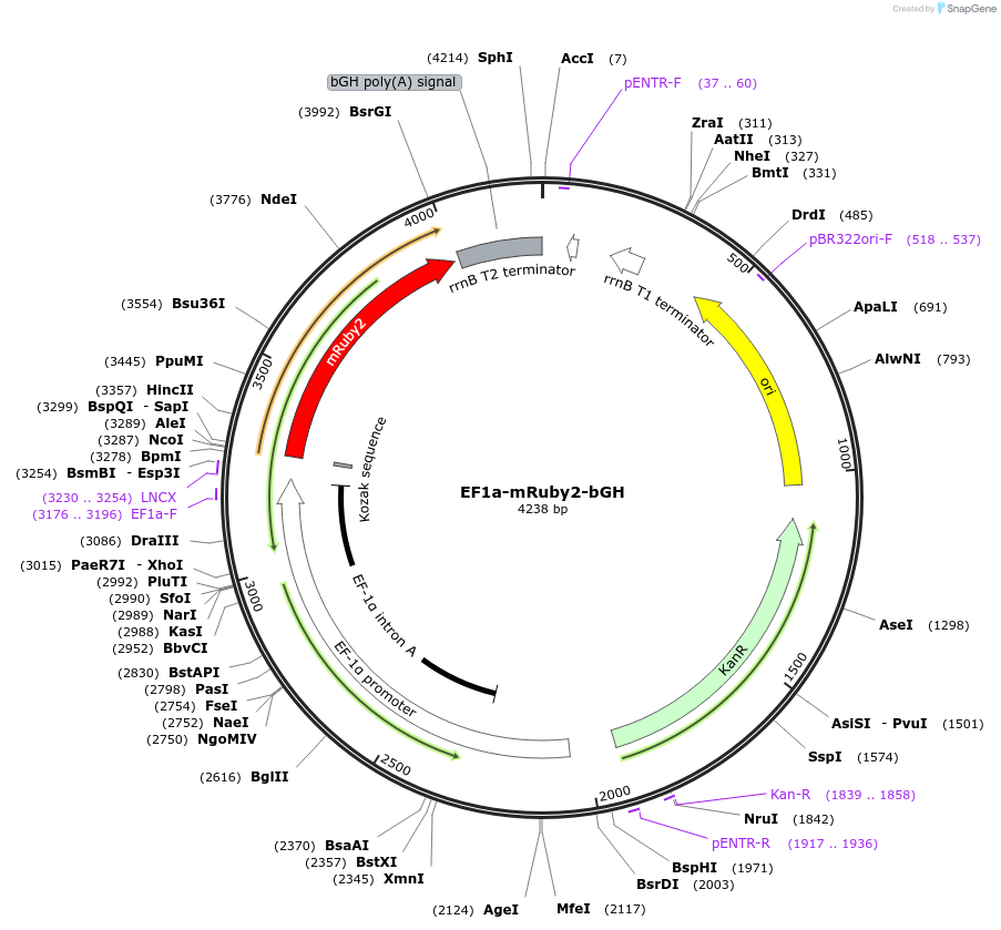 235269-plasmid-map-sequence-id-472785