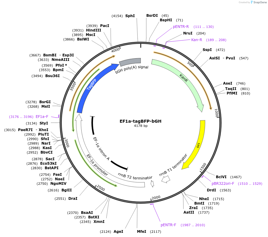 235257-plasmid-map-sequence-id-472786