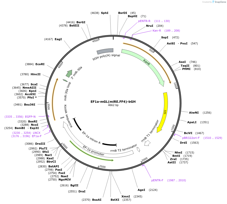 235264-plasmid-map-sequence-id-472787