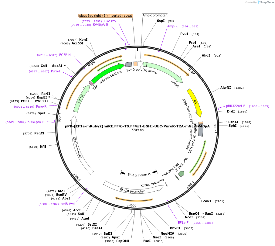 235327-plasmid-map-sequence-id-472788