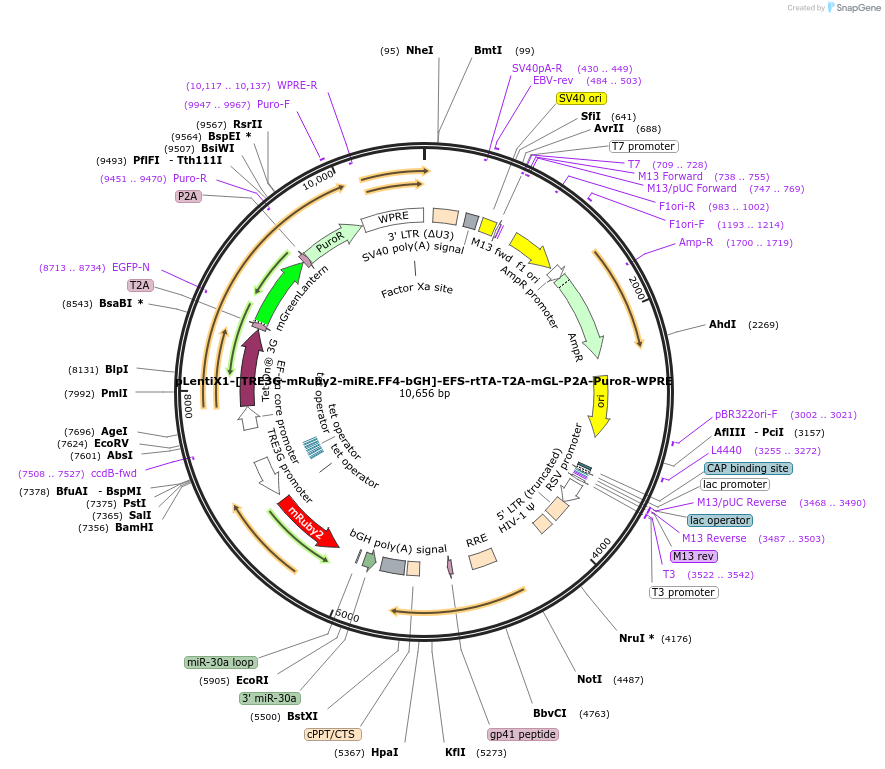 235318-plasmid-map-sequence-id-472790