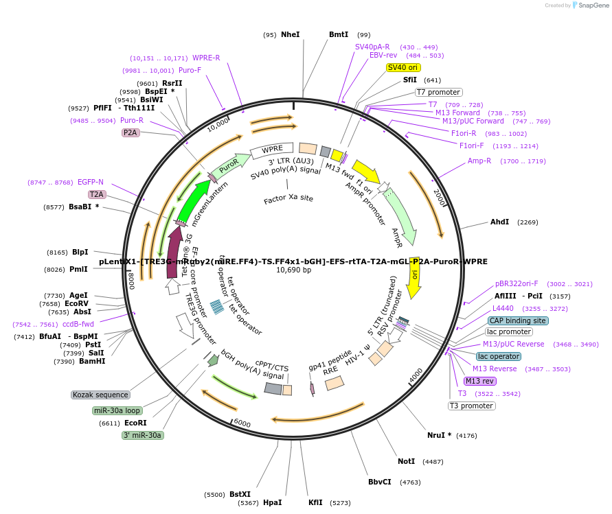 235320-plasmid-map-sequence-id-472791