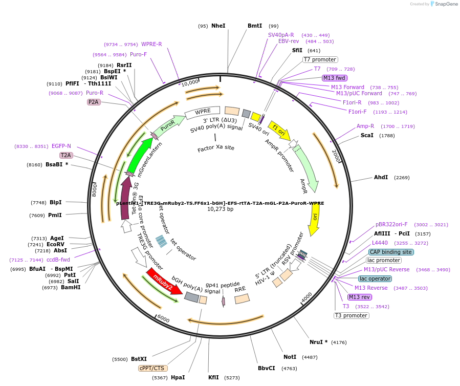 235313-plasmid-map-sequence-id-472792