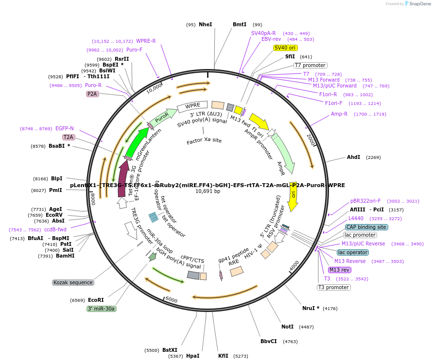 235321-plasmid-map-sequence-id-472793