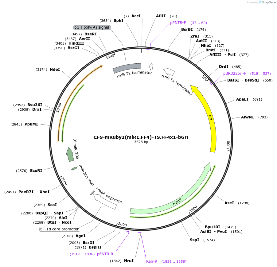 235310-plasmid-map-sequence-id-472797