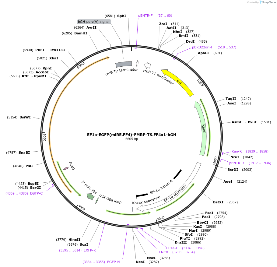235267-plasmid-map-sequence-id-472798