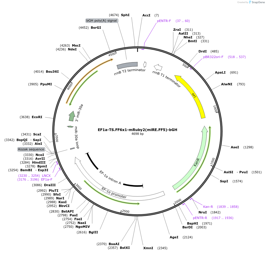 235262-plasmid-map-sequence-id-472807