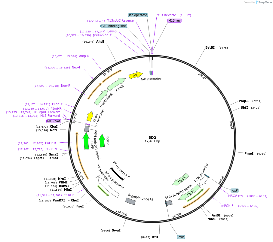 37486-plasmid-map-sequence-id-47281