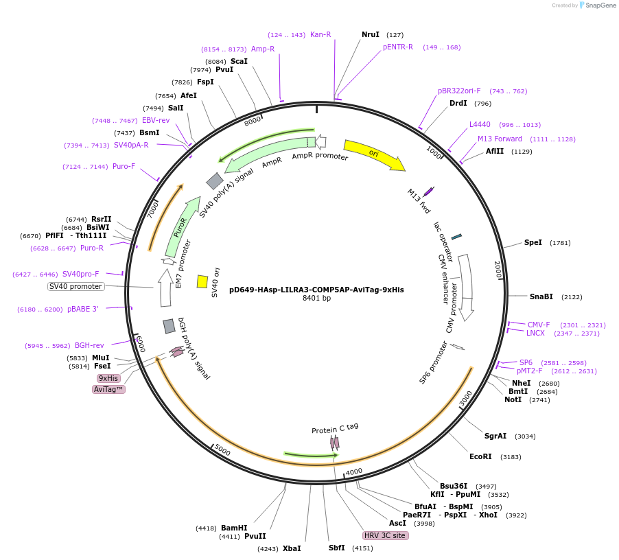 157410-plasmid-map-sequence-id-472812