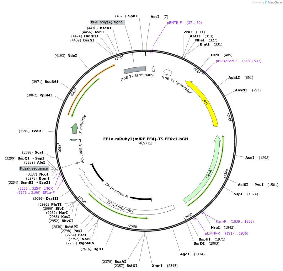 235270-plasmid-map-sequence-id-472814