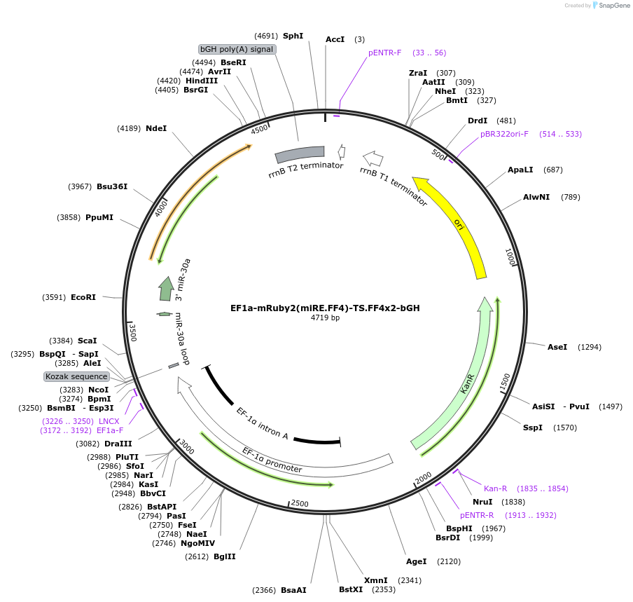 235294-plasmid-map-sequence-id-472817