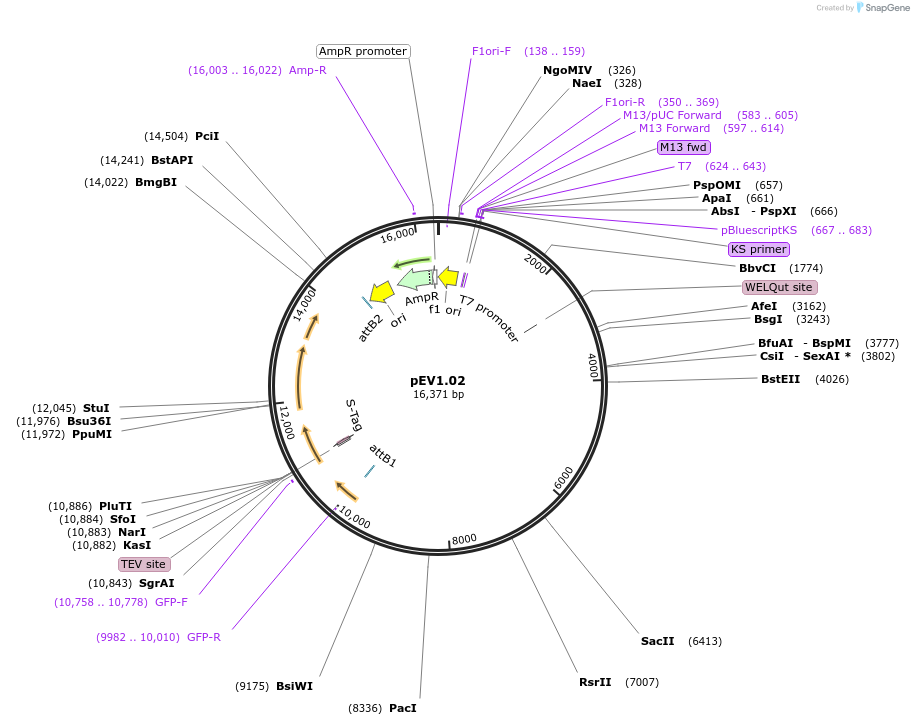 37487-plasmid-map-sequence-id-47282