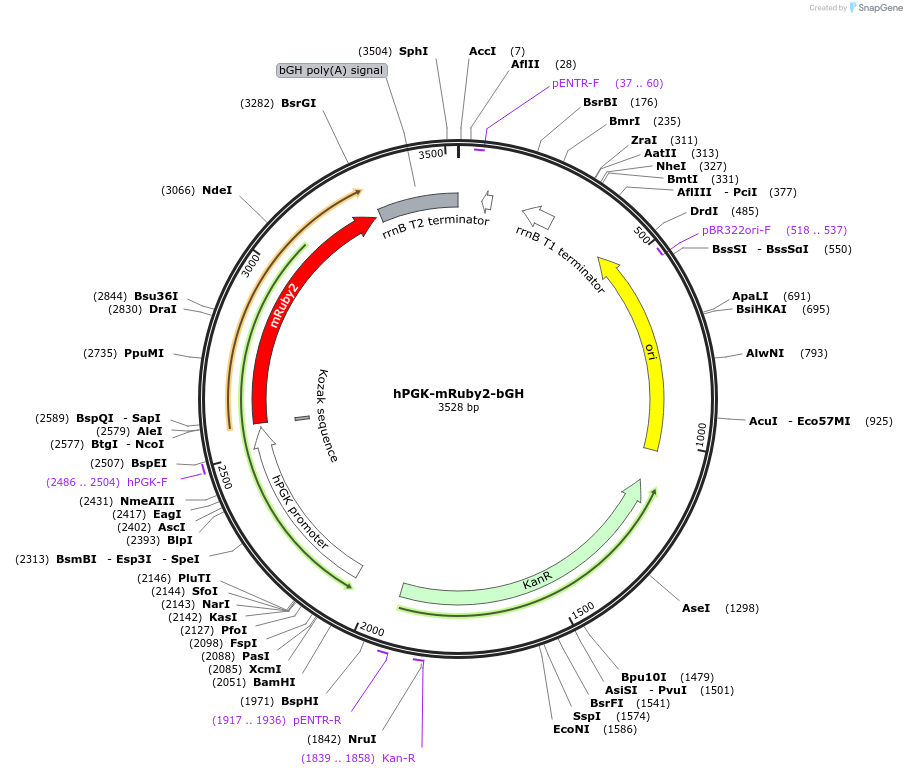 235254-plasmid-map-sequence-id-472820