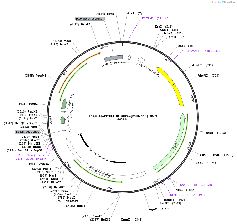 235285-plasmid-map-sequence-id-472821
