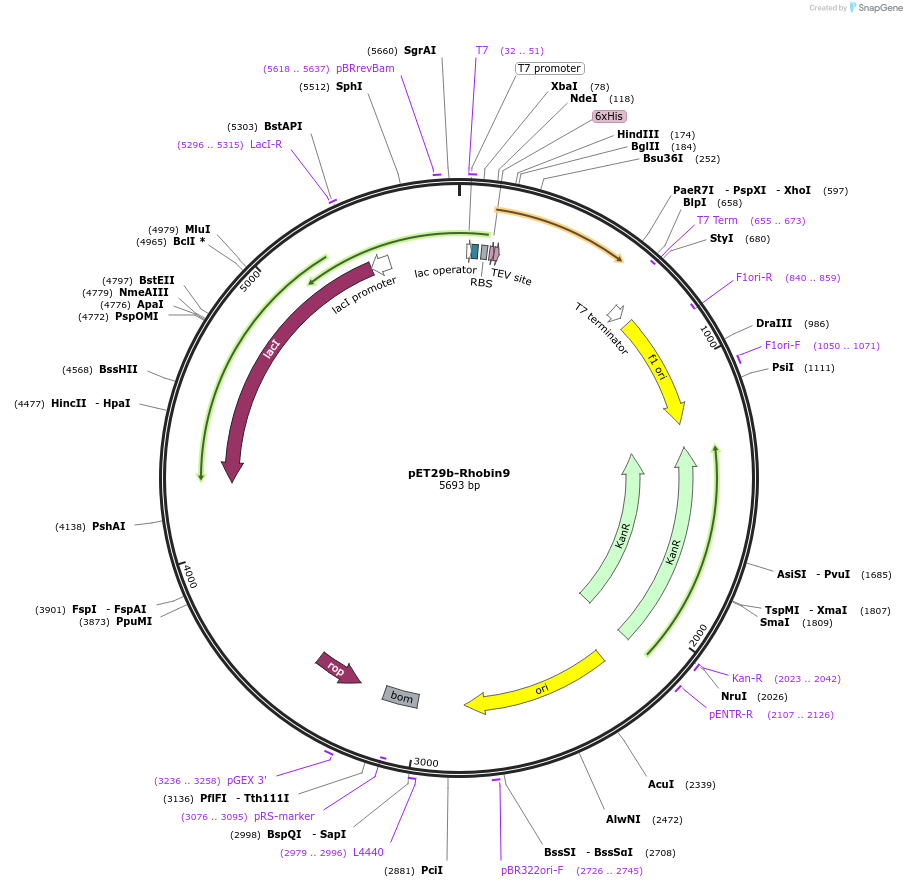239019-plasmid-map-sequence-id-472823