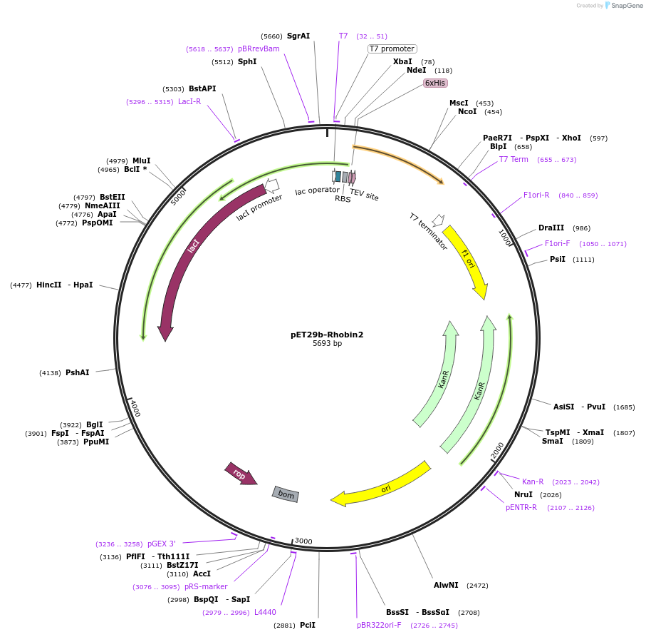 239018-plasmid-map-sequence-id-472824