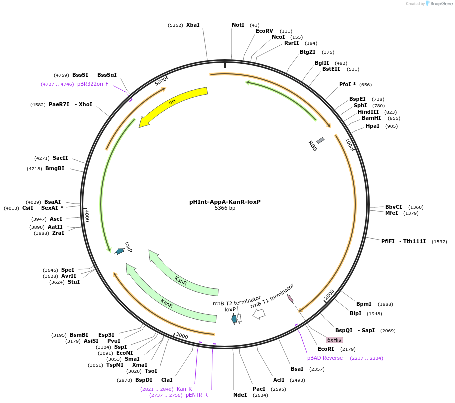 232910-plasmid-map-sequence-id-472828