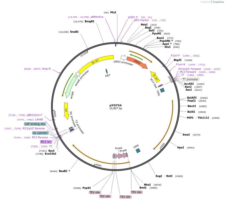 235753-plasmid-map-sequence-id-472829