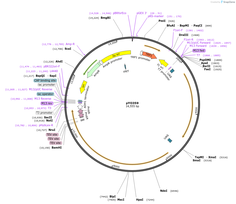 235750-plasmid-map-sequence-id-472833