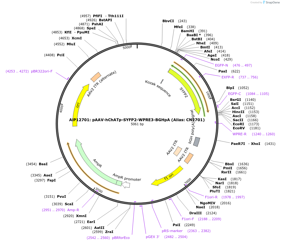 236601-plasmid-map-sequence-id-472834